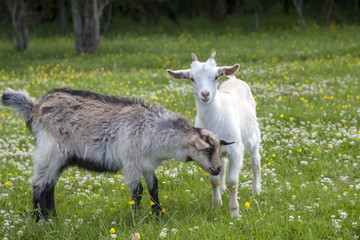 White and gray kids are playing on a flower field