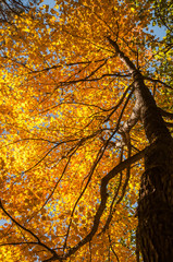 Bright autumn tree with golden leaves in the sunlight.
