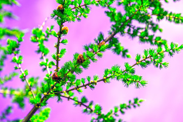 Beautiful landscape of forest-tundra, Bright spruce branch with cones on a pink background, toned