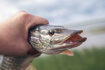 Fishing, pike close up, Fishing catch pike on the grass and fishing gear