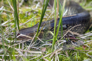 Fishing, pike close up, Fishing catch pike on the grass and fishing gear