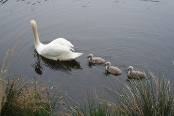 Swan mother and father with three chicks