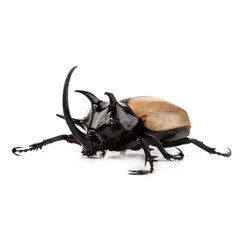 Yellow Five-horned rhinoceros beetle isolated on white background