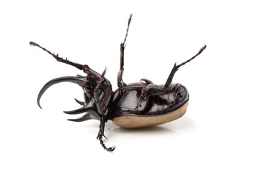 Yellow Five-horned rhinoceros beetle isolated on white background