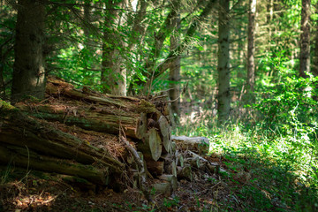 Waldweg in der Eifel im Sommer bei Sonnenschein