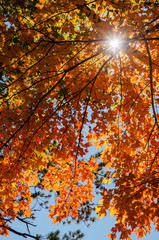 Bright autumn tree with golden leaves and the rays of the sun through the leaves.
