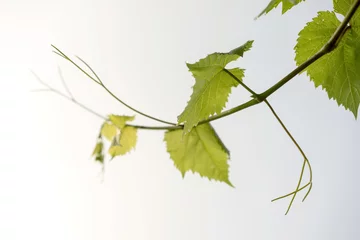 Wein © Gert Lanser