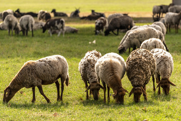 Schafe Herde beim Grasen
