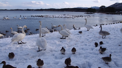 Fototapeta premium 青森 浅所海岸の白鳥