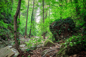 Fototapeta na wymiar Big stone with moss in the forest, Krasnodasky region, Russia