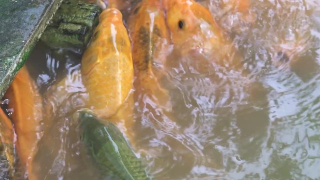 Carp fish swimming in pond on fish farm. Koi carp swimming in water on animal farm.