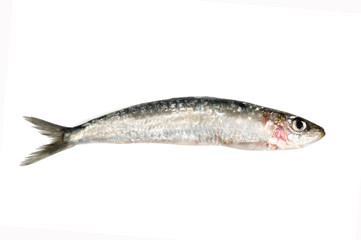 sardine isolated on white