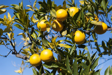 Tree with yellow lemons