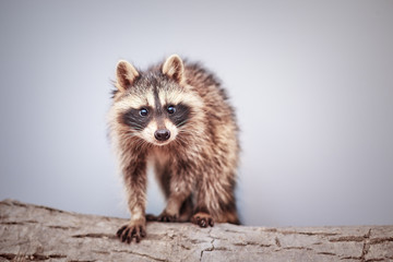 portrait of little playful racoon animal, close up