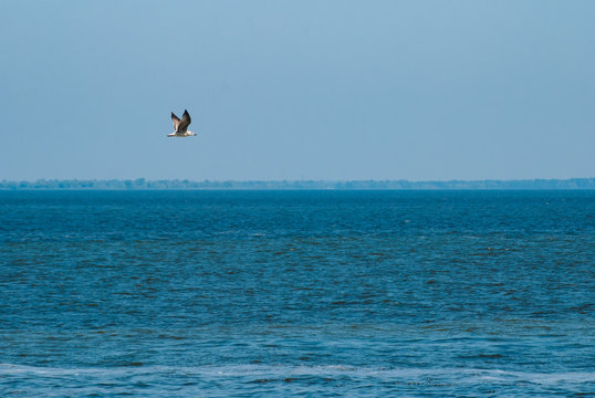Fototapeta Seagull flying over the water,