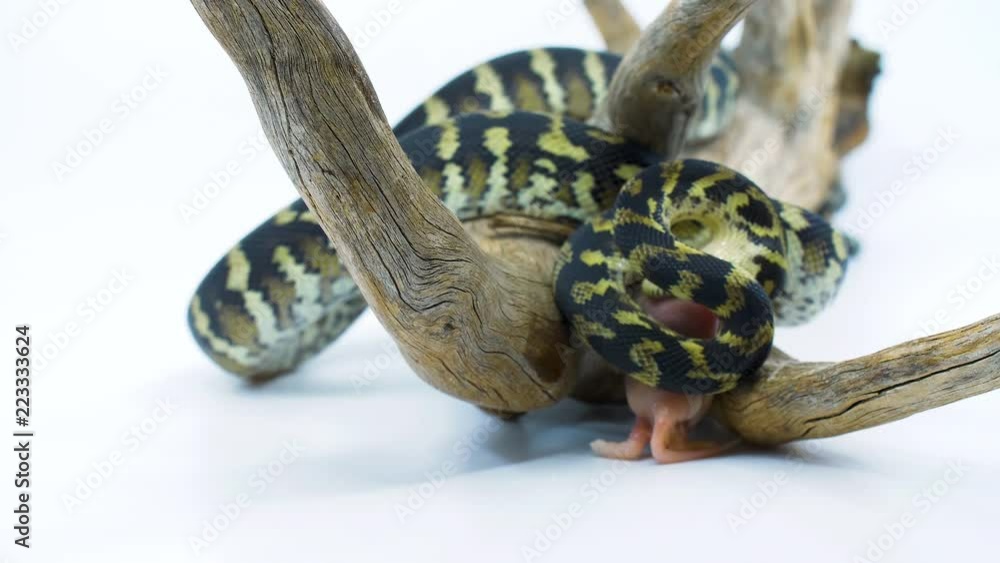Poster close-up of a python snake constricting its prey