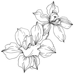 Vector tropical orchid flower. Floral botanical flower. Isolated illustration element. Vector wildflower for background, texture, wrapper pattern, frame or border.