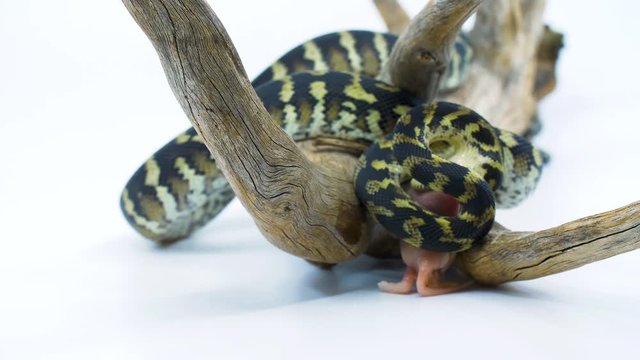 Close-up of a python snake constricting its prey