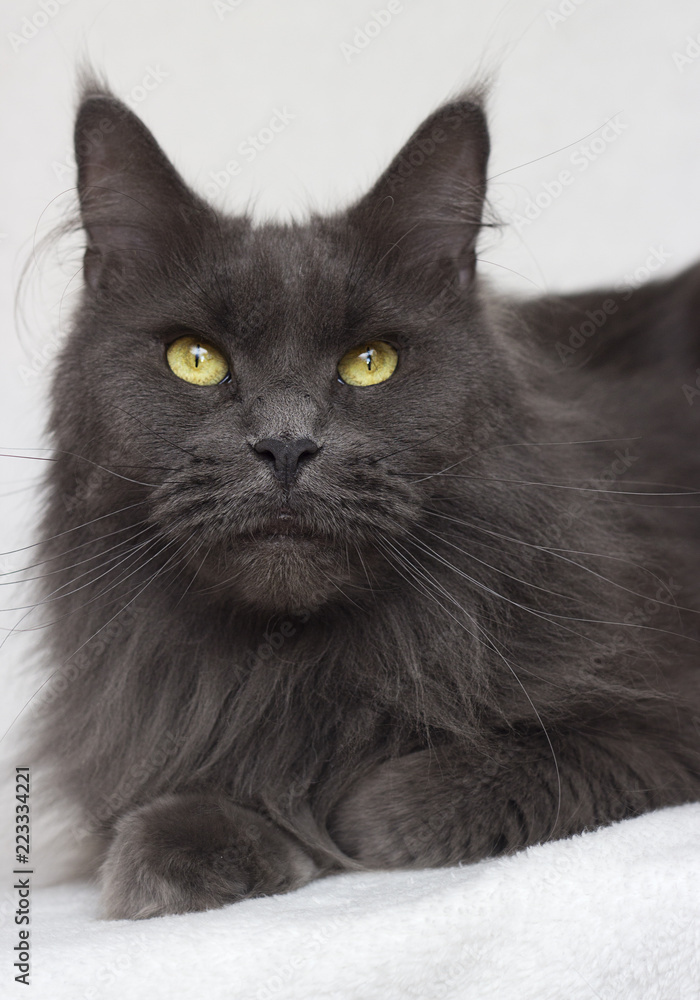 Wall mural gray maine coon cat on a white background