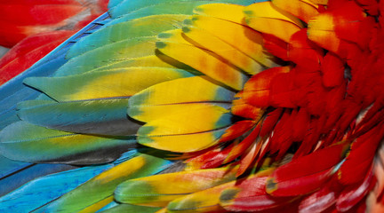 Fototapety  Close up Colorful of Scarlet macaw bird's feathers with red yellow orange and blue shades, exotic nature background and texture