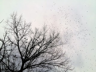 a flock of black birds in the overcast sky
