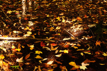 Fallen dry leaves on the ground in the autumn forest.
