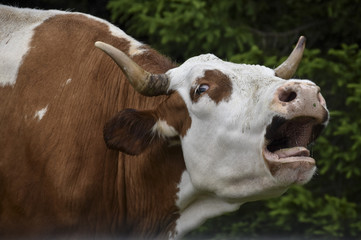 Angry cow 
