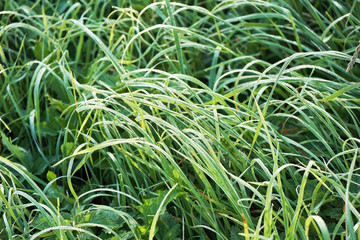 Grass with dew drops in early summer morning