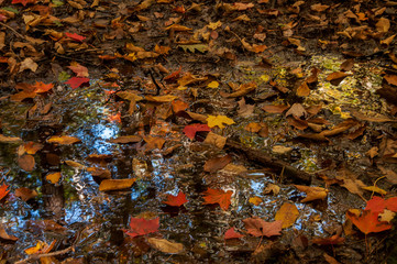 Fallen dry leaves on the ground in the autumn forest.
