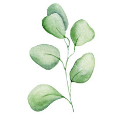 Watercolor eucaliptus branch leaves  Hand drawn illustration