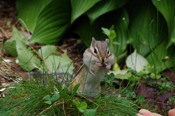 かわいいシマリス