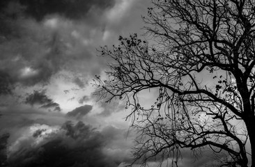 Obraz na płótnie Canvas Silhouette dead tree on dark dramatic sky background for scary or death. Halloween night. Hopeless, despair, and lament concept. Creepy and spooky scene. Scary forest. Horror night on Halloween day.