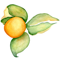 Watercolor physalis illustration isolated on the white background