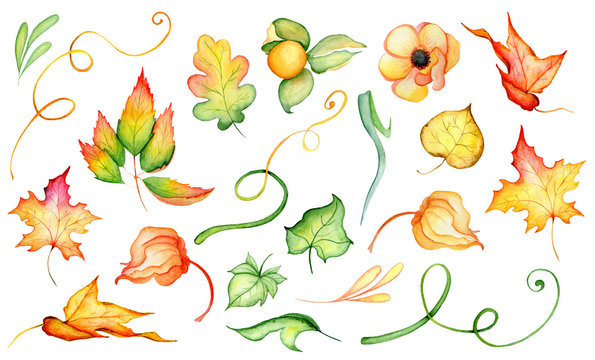 Watercolor fall floral set with harvest illustration isolated on the white background