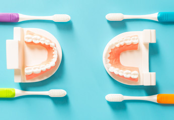 Dental model in oral health care concept.
