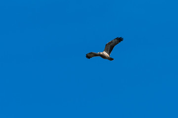 Honey Buzzard in flight