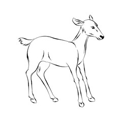 Illustration of Deer, Hand drawn Vector