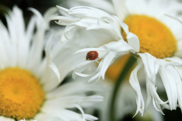 ladybug sitting on flower