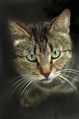 portrait of striped cat