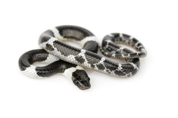 Image of little snake (Lycodon laoensis) on white background., Reptile,. Animals