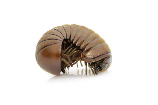 Image of pill millipede(Oniscomorpha) isolated on a white background. Glomerida. Insect. Animal.