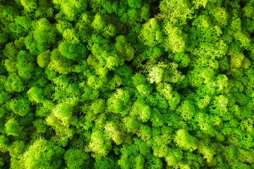 Green yellow decorative moss background or texture