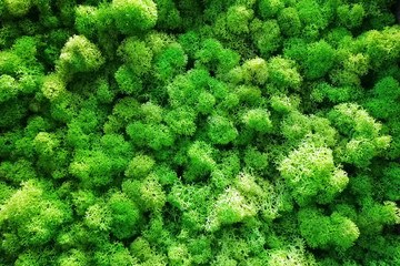 Green decorative moss for interior decoration texture and background