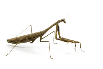 Image of Praying mantis (Stagmomantis carolina) on white background. Insect. Animal