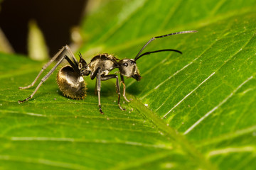 Image of an ant (Polyrhachis dives) on green leaf. Insect. Animal.