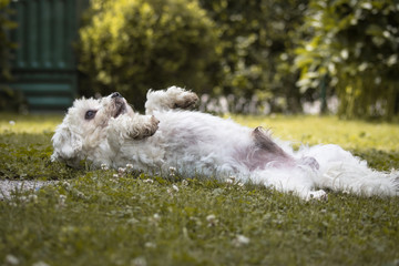 Maltese dog training - lying on the back