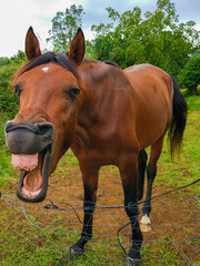 Fototapeta premium Funny picture of a horse laughing and showing its teeth