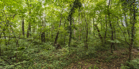 Fototapeta na wymiar green forest background 