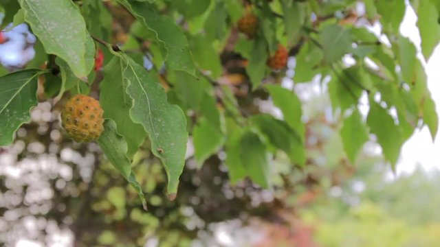 Light berry hanging from tree leaves slider