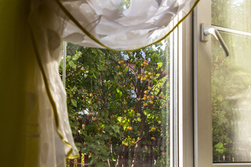 Blossoming garden outside the window of a private house.